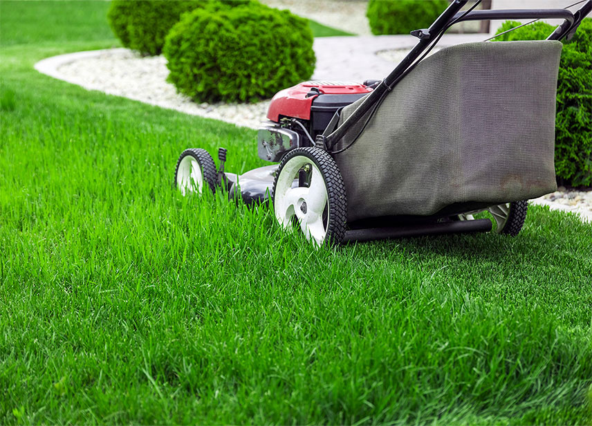 Lawn Maintenance-image